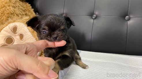 成約済の兵庫県のチワワ(ロングコート)-275313の9枚目